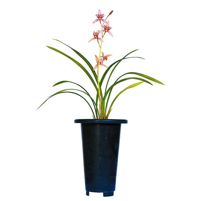 建兰红三娘名贵盆栽花卉植物浓香不带花苞国兰色花兰草室内阳台