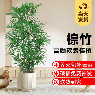 老桩棕竹室内客厅大型绿植金山棕办公室盆栽阳台庭院耐寒植物竹子