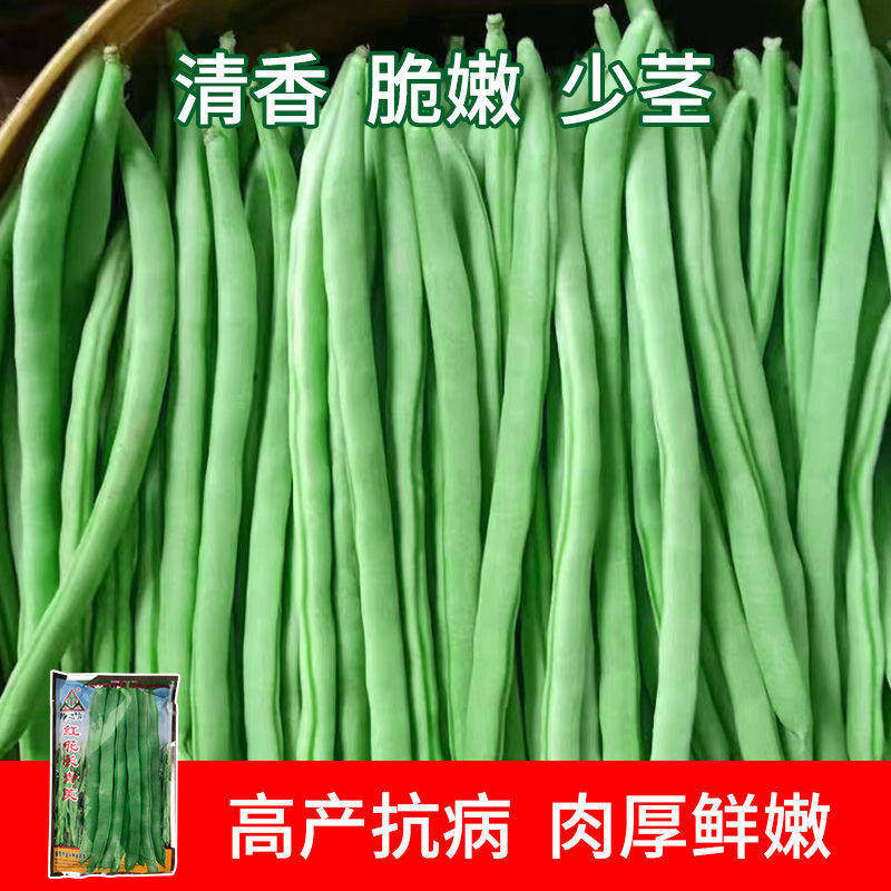 红花四季豆耐热搭架种子大全有架高产40天早熟春秋可种蔬菜种子