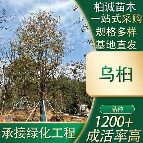移栽熟货丛生乌桕树绿化工程庭院栽植基地厂家供应造景树垂枝乔木