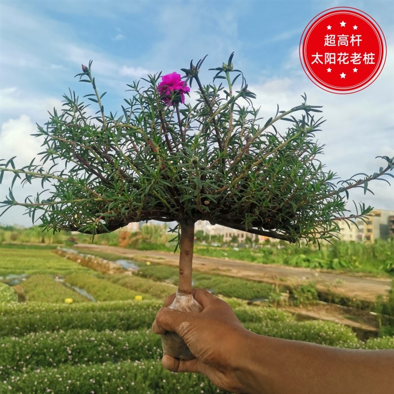 【超高杆】10公分粗杆重瓣太阳花老桩玫红王超级玫红重瓣盆景根景