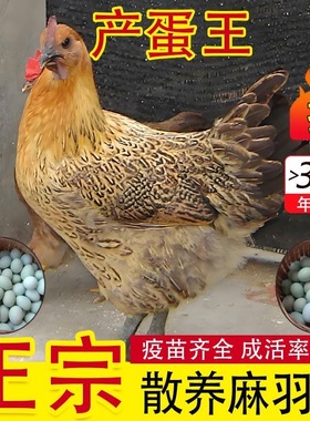 半斤-3斤麻羽绿壳蛋活苗青脚土鸡产蛋鸡下蛋王鸡苗老品种土鸡鸡苗
