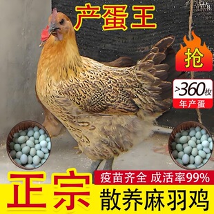 半斤-3斤麻羽绿壳蛋活苗青脚土鸡产蛋鸡下蛋王鸡苗老品种土鸡鸡苗