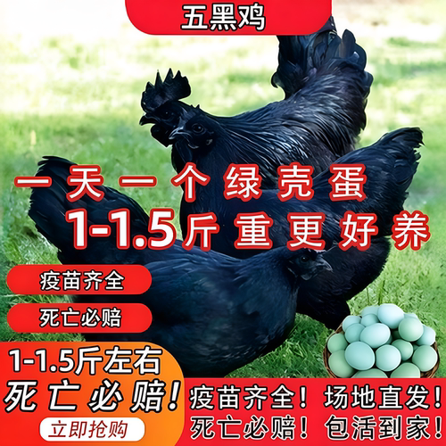 1斤五黑鸡苗脱温已接种包活