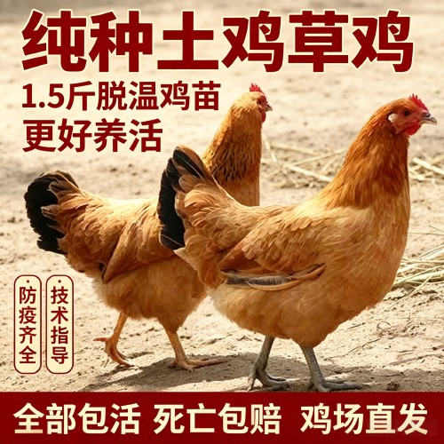 1.5斤脱温土鸡苗防疫包活
