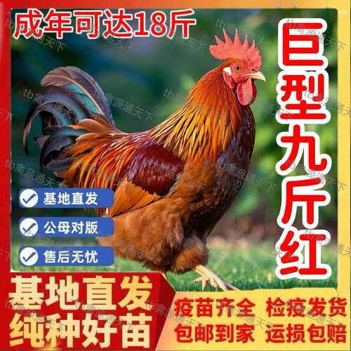 正宗九斤红鸡苗散养肉鸡