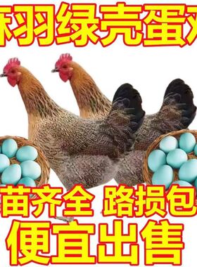 一斤土鸡活苗正宗麻羽鸡小鸡活苗纯种绿壳蛋鸡散养土鸡苗脱温母鸡