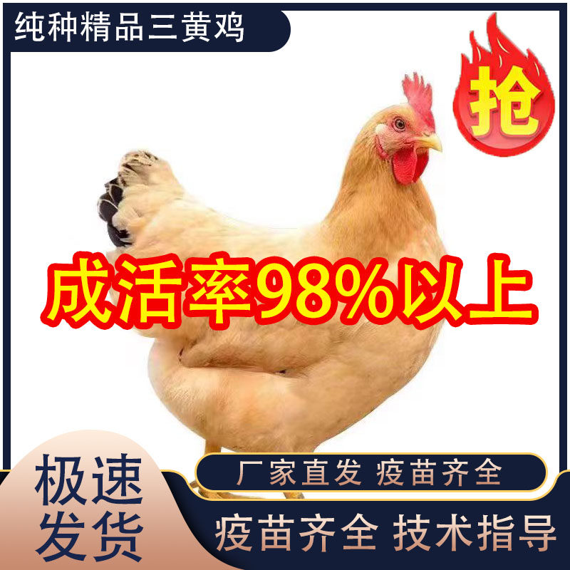 1斤正宗三黄土鸡活苗散养小鸡活苗纯种三黄鸡农家散养脱温鸡土鸡