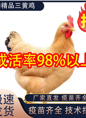 1斤正宗三黄土鸡活苗散养小鸡活苗纯种三黄鸡农家散养脱温鸡土鸡