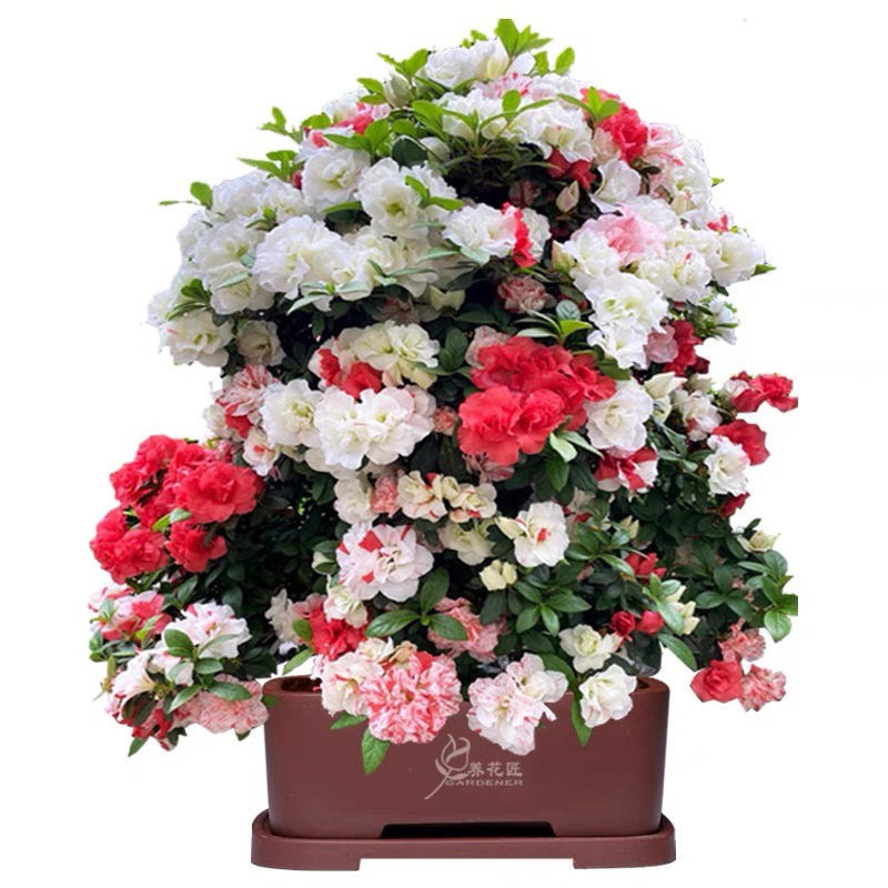 皋月杜鹃玉玲名贵稀有品种花开多色盆景树苗耐寒耐晒植物