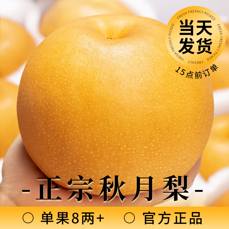正宗山东秋月梨新鲜梨子水果当季整箱包邮蜜梨冰糖雪薄皮梨子