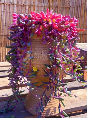 多肉植物 红色紫玄月大盆带盆栽好阳台室内美观装饰净化空气