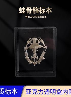 J43108蛙骨骼标本 中学生物实验器材 初中生物标本 教学仪器