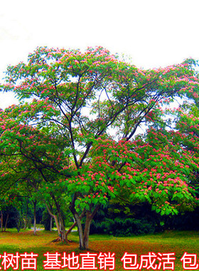 合欢树苗庭院别墅耐寒植物花卉盆栽地栽绒花苗蓝花楹树苗四季常青
