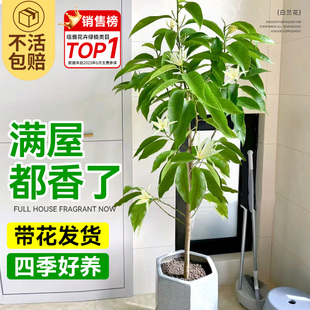 白兰花树苗玉兰花盆栽带花苞矮化老桩黄角兰室内四季开花卉绿植物