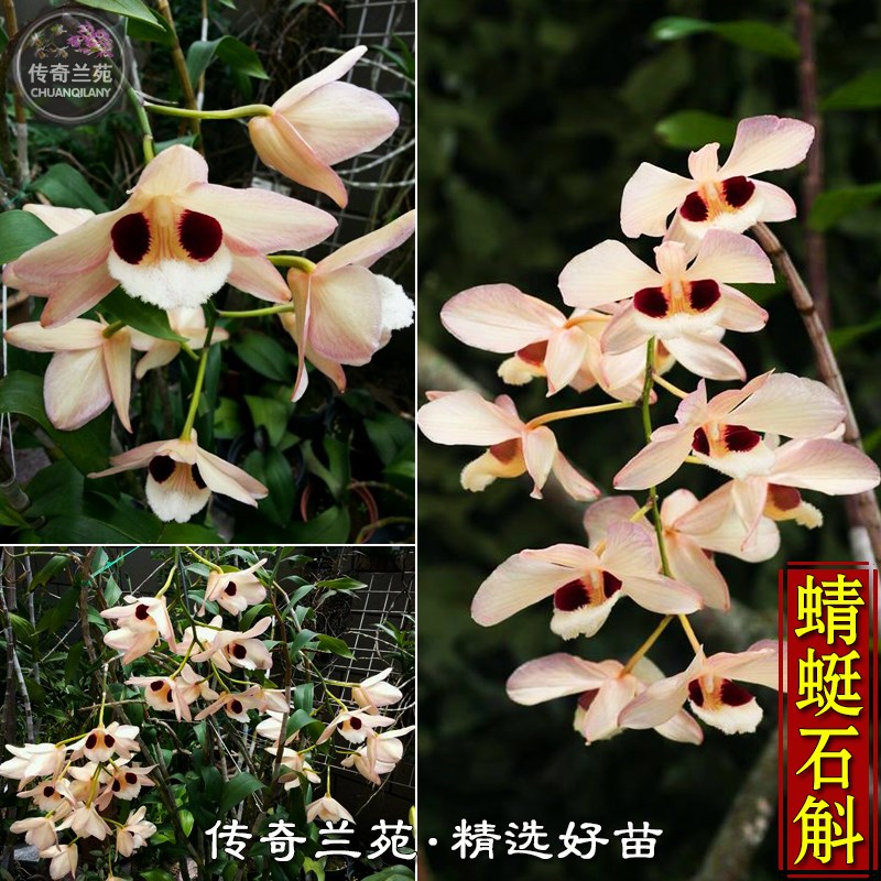蜻蜓石斛 大眼睛石斛 高大粗壮品种石斛 稀有名贵兰花花卉 能吃