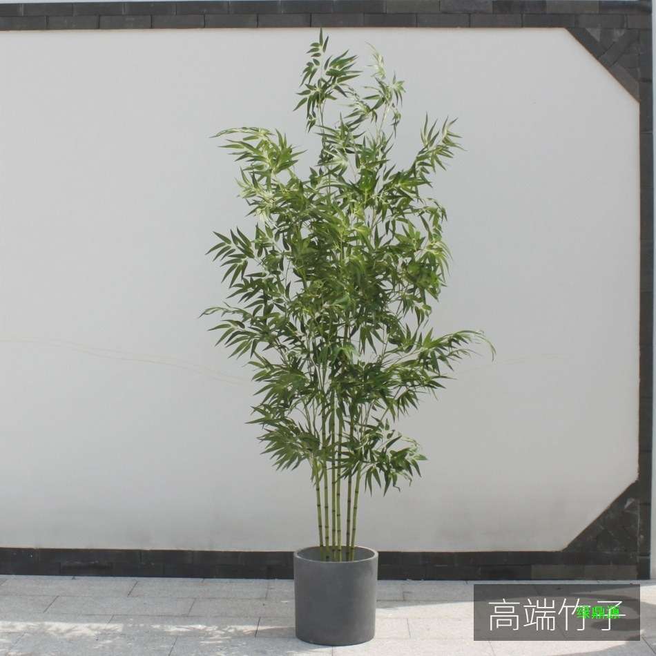 竹子屏风植物造景紫竹金丝装饰绿植树加密假客厅橱窗四季装饰