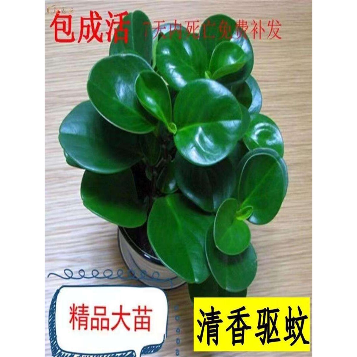 碧玉盆栽豆瓣绿水培植物文竹室内桌面绿植花卉办公室工位四季好养