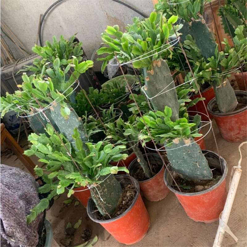 仙人掌嫁接蟹爪兰层嫁接令箭荷花盆栽带花多色四季多肉植物盆景