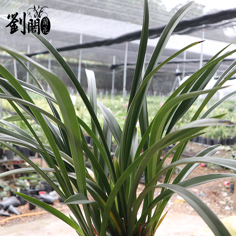 兰花苗墨兰年宵花绿翡翠冬带浓香花苞出售好养花卉盆栽绿植