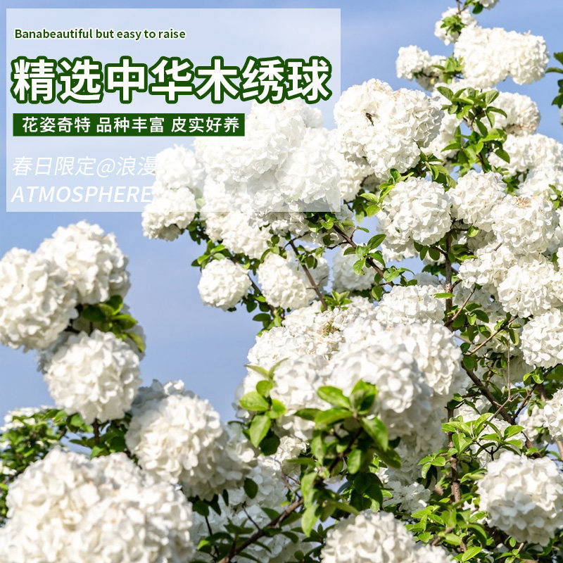 中华木本绣球树苗大花斗球白麻球苗庭院别墅耐寒盆栽风景树绣球花,鲜花速递/花卉仿真/绿植园艺,绣球/木绣球/木本植物,淘宝优惠券,粉丝福利购,淘宝优惠卷