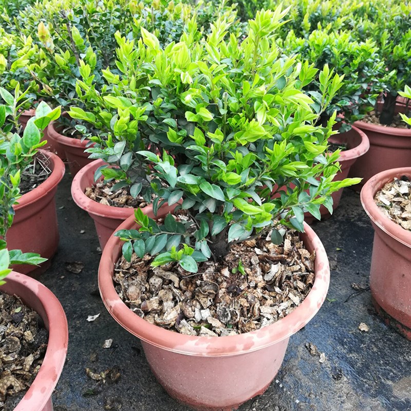 小叶紫檀盆景老桩植物客厅办公室内桌面花卉绿植盆栽树苗四季常青