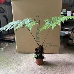 红磷蕨类植物一叶蕨类绿植苔藓球办公室书房观叶净化空气盆景盆栽