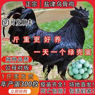 一斤纯种乌骨鸡活苗盐津乌骨鸡黑乌骨鸡绿壳蛋五黑鸡大种乌鸡活苗