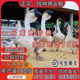 纯种狮头鹅活苗特大种狮头鹅潮汕灰狮头鹅纯种灰鹅活苗狮头鹅幼苗