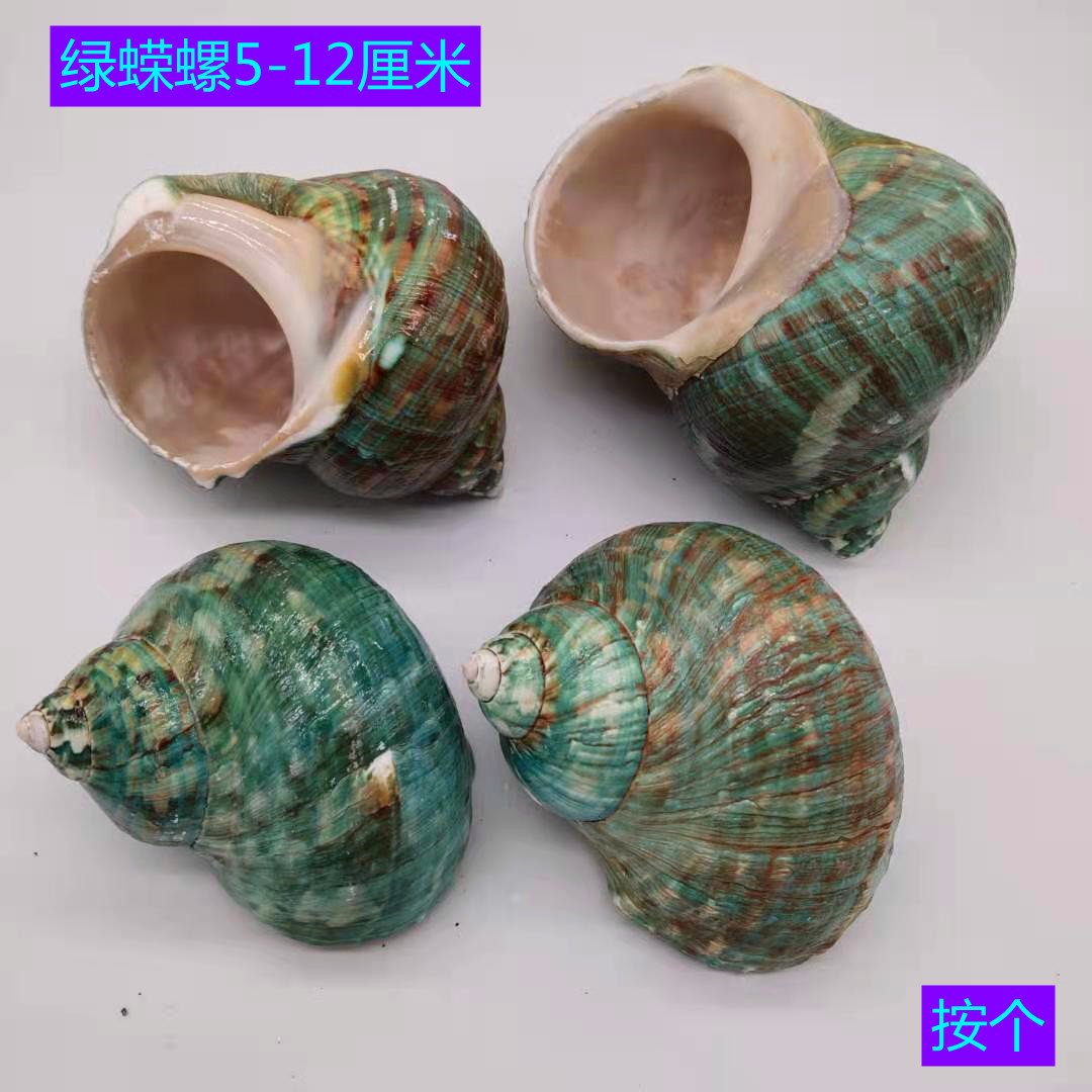 绿蝾螺 5-11厘米海螺贝壳寄居蟹替换壳海螺/贝壳/珊瑚
