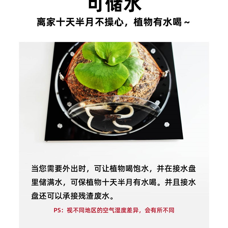 [黑白配色]蝴蝶兰鹿角蕨植物上板板植挂板壁挂懒人自吸水相框花盆
