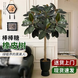 橡皮树黑金刚像皮树客厅大盆栽棒棒糖老桩象皮树绿植室内大型真树