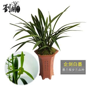 刘阁兰花 墨兰报岁兰精品兰花苗 白墨 冬带浓香花苞出售花卉盆栽