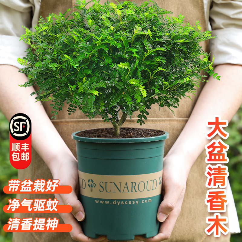 大盆正宗清香胡椒木盆栽室内外驱蚊植物树苗净化空气老桩好养绿植