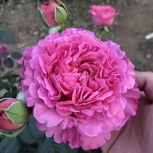 伊芙仙王座法国月季阳台庭院特大花四季浓香玫瑰花盆栽绿植勤花