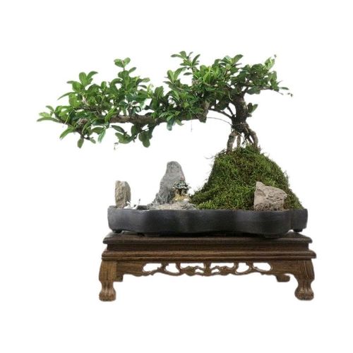 小叶福建茶盆栽山水假山盆景造型老桩绿植室内客厅办公室茶室植物