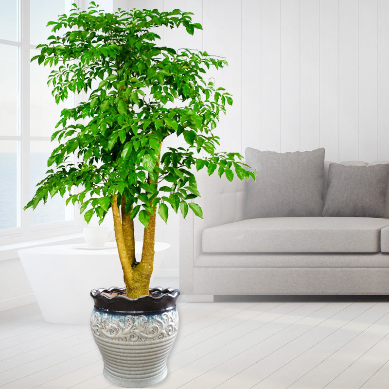 幸福树/大盆栽/室内外植物/大型绿植/花木/福贵树/美化环境