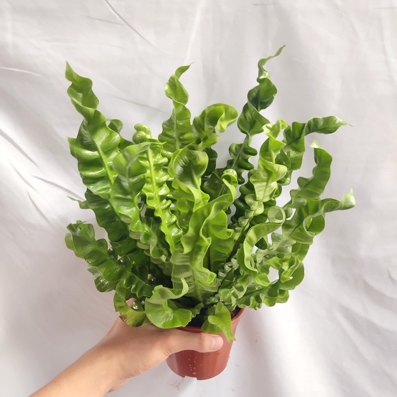 火焰鸟巢蕨观叶绿植 生态雨林缸假B山微景观造景植物 室内客厅桌