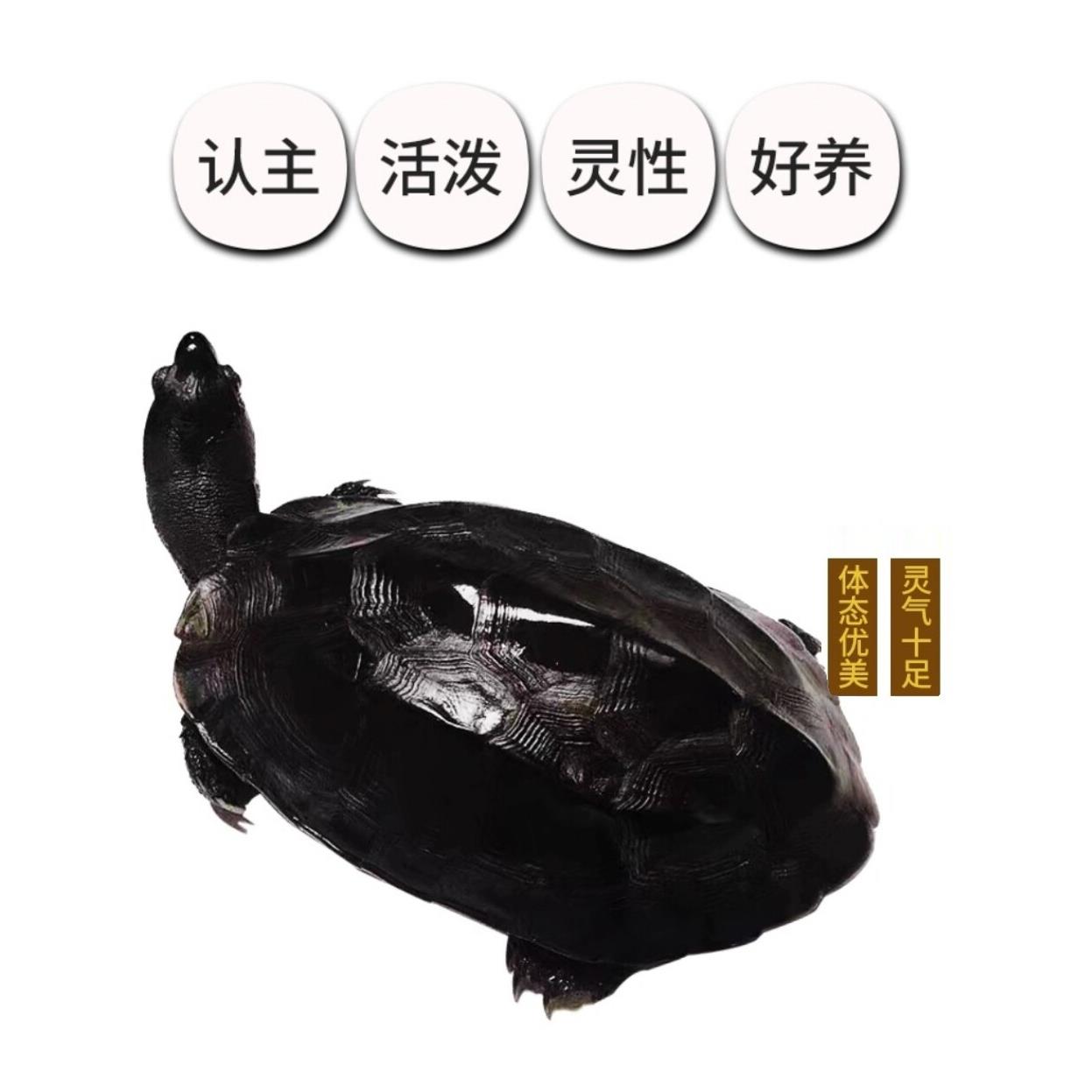 顶墨龟纯种全黑龟苗外塘中华公草龟黑腹小乌龟家庭饲养观赏宠物龟