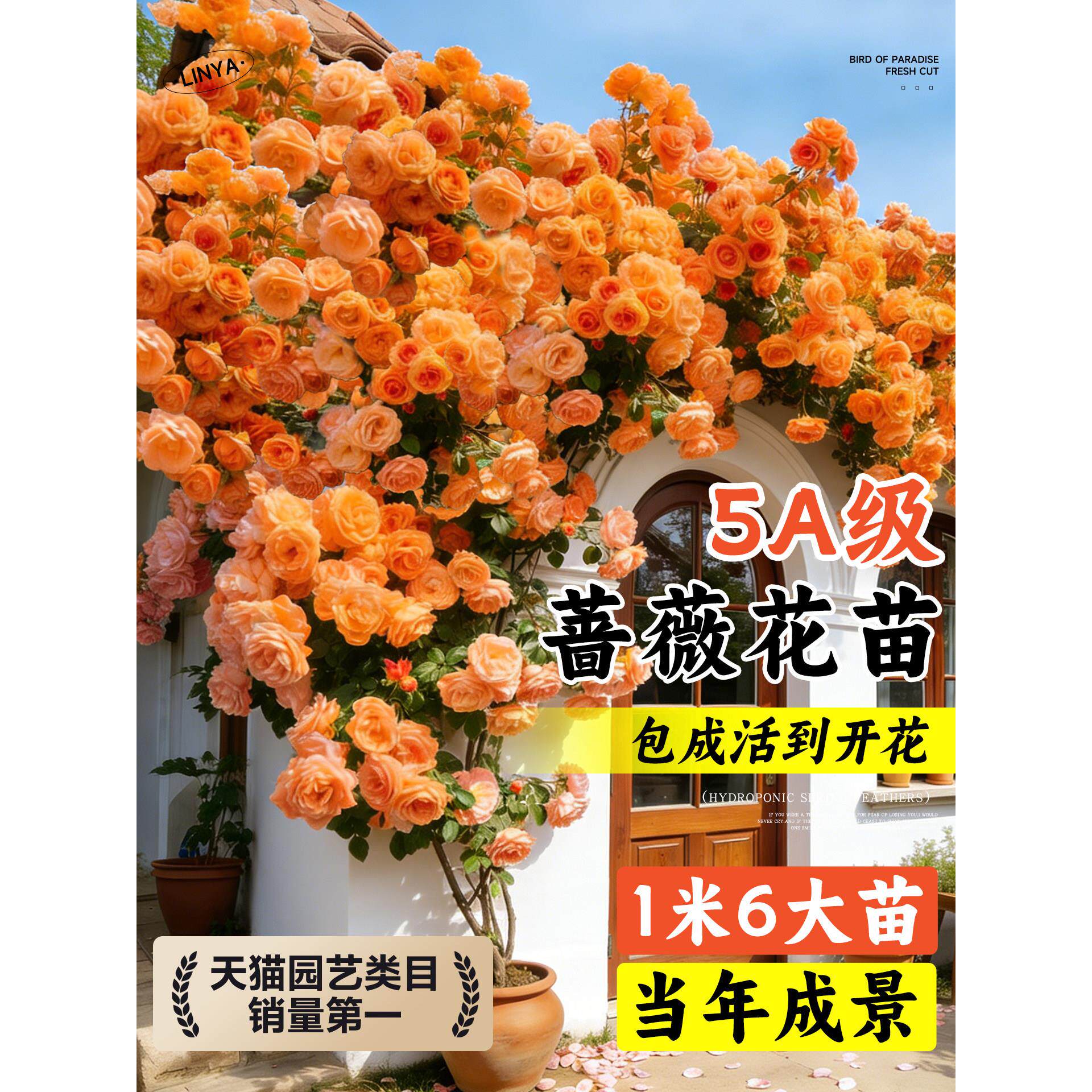 蔷薇花苗藤本月季花树大苗庭院爬藤植物阳台花卉爬墙玫瑰耐寒盆栽