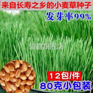 2斤新小麦种子 麦子小麦草小麦粒发芽做麦芽糖榨汁猫草小麦苗种籽