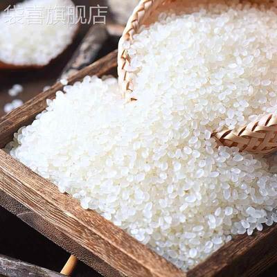 大米2024年新米五常大米长粒香米珍蟹田大米东北大米50斤y