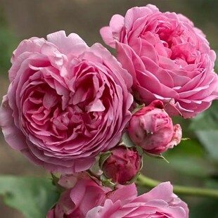 仙王座浓香大花月季盆栽花苗阳台庭院丰花多季节开花玫瑰花苗