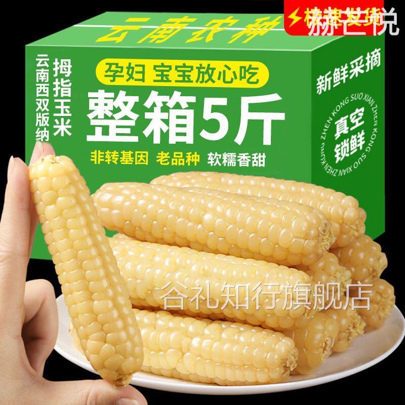 婴儿西双版纳拇指玉米香糯云南宝宝姆母指版纳糯手指小拇指小玉米