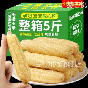 婴儿西双版纳拇指玉米香糯云南宝宝姆母指版纳糯手指小拇指小玉米