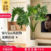 龙鳞春羽老桩盆栽大型绿植办公室内客厅落地式 大号好养除甲醛植物