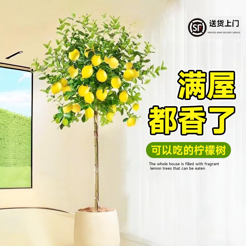 香水柠檬树盆栽带果可食用室内客厅果树绿植南北方种植四季好养活
