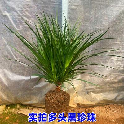 黑珍珠龙血树客厅绿植多头龙须树龙铁树客厅绿植室内大型植物盆栽