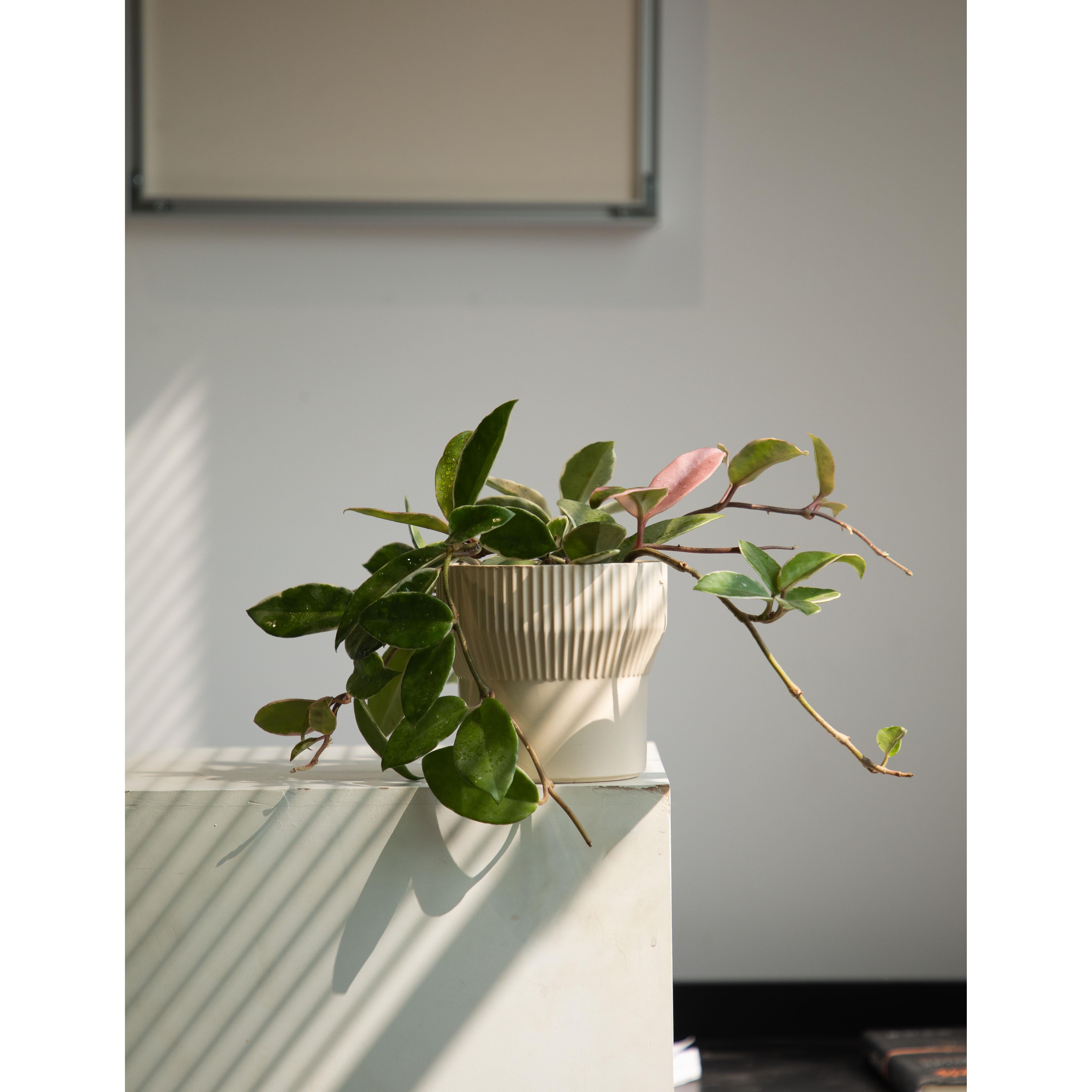 三色球兰锦兰花盆景室内办公桌花卉盆栽爬藤植物观叶四季常绿植