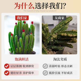 万重山光棍树多肉植物组合小盆栽绿植花卉办公室内桌面仙人掌招财